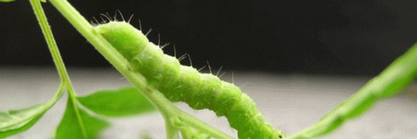 oruga de la marihuana